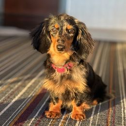 Ziggy - Dachshund