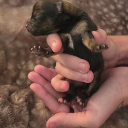 Sienna - Chocolate and tan female Pomeranian puppy in Gun Barrel City, Texas from Petite Poms