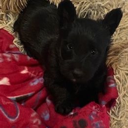 Scottish Terrier Puppies from Azscotties.com