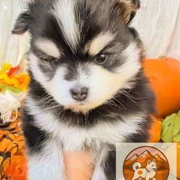 Zena - Black and white female Pomsky puppy in Kittredge, Colorado from Rocky Mountain Pomskies
