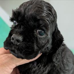 Blue boy - Black male Cocker Spaniel puppy in Hernando, Florida from Blackwater Kennel