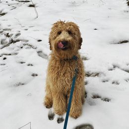 Caddie - Australian Labradoodle