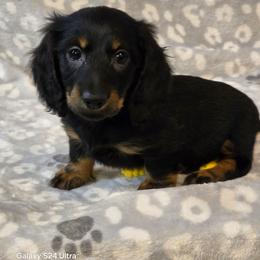 Baron - Black and tan male Dachshund puppy in Tonopah, Arizona from Desert Diamond Dachshunds