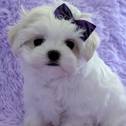 Paddington - White and lemon male Maltese puppy in Eureka, California from Bratpack Babydolls