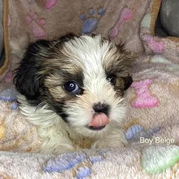 Boy 3 - male Shorkie puppy in Madisonville, Tennessee from Heavenly Yorkies in Southeast Tennessee