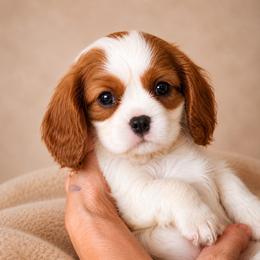 Winston - Blenheim male Cavalier King Charles Spaniel puppy in Albany, Georgia from Legend Cavaliers