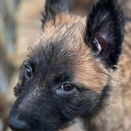 Mr. Onyx - Fawn sable male Belgian Laekenois puppy in Ball Ground, Georgia from Coswald's