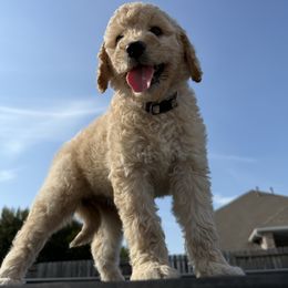 (Sandy) Roxie - Cream female Goldendoodle puppy in Houston, Texas from Were The Mack'Doodles