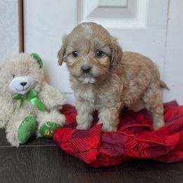Cockapoo Puppies from East St. Poodles & Doodles