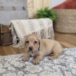 AKC Meet George :) - Cream male Dachshund puppy in Centerville, Iowa from Barnyard Dachshunds, Dals & Doodles