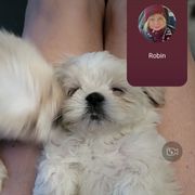 Girl 2 - White and tan female Mal-Shi puppy in Mundelein, Illinois from FurEver Friends Designer Breeds