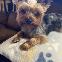 Ozzie - Yorkshire Terrier