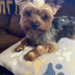 Ozzie - Yorkshire Terrier