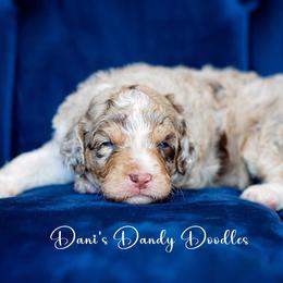 Aussiedoodle Puppies from Dani's Dandy Doodles