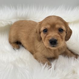 Nicole - Red female Dachshund puppy in Sumrall, Mississippi from Huckleberry Tails