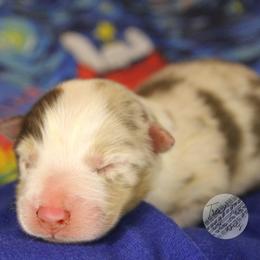 Linus - Red merle male Australian Shepherd puppy in Yoder, Colorado from Tréad Tines Aussies