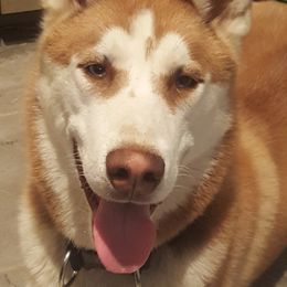 Copper - Siberian Husky