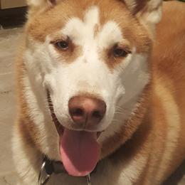 Copper - Siberian Husky
