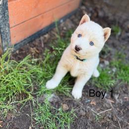 Boy 1 - White male Siberian Husky puppy in Everett, Washington from Addison Grove Huskies
