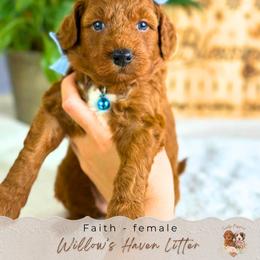 Faith - Red  female Goldendoodle puppy in Atlanta, Georgia from Teddy Puppies
