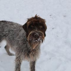 Chickadee - Wirehaired Pointing Griffon