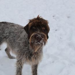 Chickadee - Wirehaired Pointing Griffon