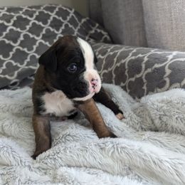 Boxer Puppies from Abide Farm Boxers
