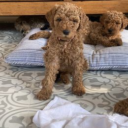 Goldendoodle Puppies from River Bend Doodles