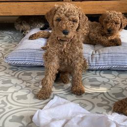 Goldendoodle Puppies from River Bend Doodles
