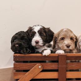 Australian Labradoodle Puppies from Rutu Australian Labradoodles