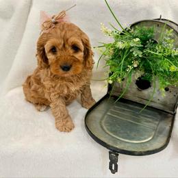 Winnie - Buff and white female Cockapoo puppy in Preston, Idaho from Shaffer Top Notch Puppies