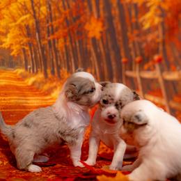 Chihuahua puppies from Arizona Adventure Chihuahuas