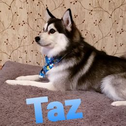 taz - Pomsky