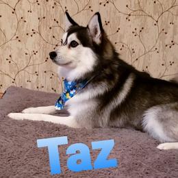 taz - Pomsky
