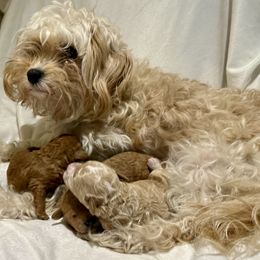 Cavachon and Cavapoochon Puppies from Forever Puppies 4U