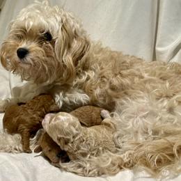 Cavachon and Cavapoochon Puppies from Forever Puppies 4U