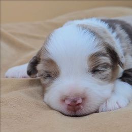 Purple Collar girl - Red merle female Miniature American Shepherd puppy in Lexington, Kentucky from Deuce's Den