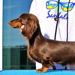 Kiwi - Dachshund