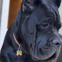 Cane Corso from Montanaro Cane Corsos