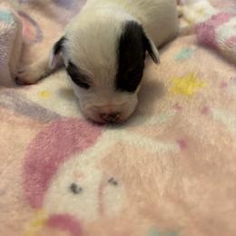 Female 2 - Tri-color female Jack Russell Terrier puppy in Centerville, Pennsylvania from Rose Haven Farm