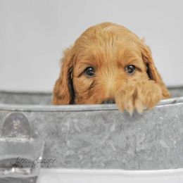 Bernedoodle, Goldendoodle, and Poodle Puppies from Southern Enchanted Doodles