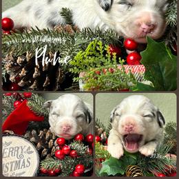 (4) Plume - Blue merle female Miniature Australian Shepherd puppy in Huntington, Texas from JKKJ Farms