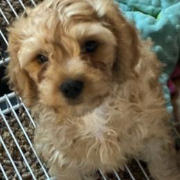 Sterling - Red male Cavapoo puppy in Burke, New York from Patti’s Puppies