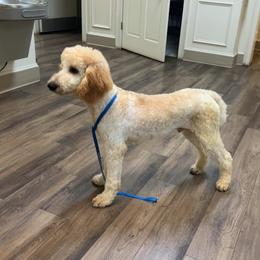 Boy 3 - Apricot male Poodle puppy in Whigham, Georgia from Moonlight Poodles