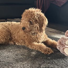 Goldendoodles from Hill Country Oodles of Doodles