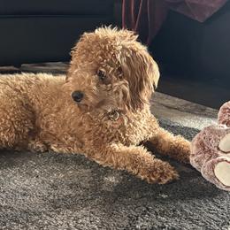 Goldendoodles from Hill Country Oodles of Doodles