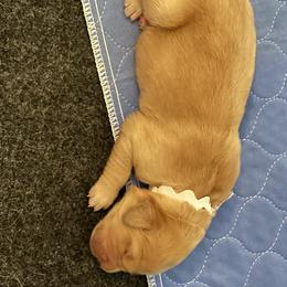 Golden Retriever Puppies from Gail’s Goldens