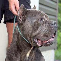 Cane Corso, Doberman Pinschers, and Rottweilers from Lazy A Ranch & Kennels