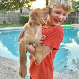 Golden Retriever Puppies from Graceful Goldens
