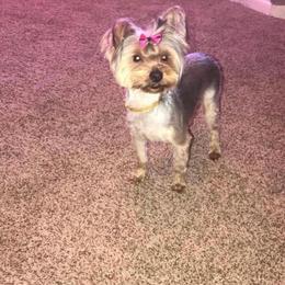 Yorkshire Terrier puppies from The Dior Line